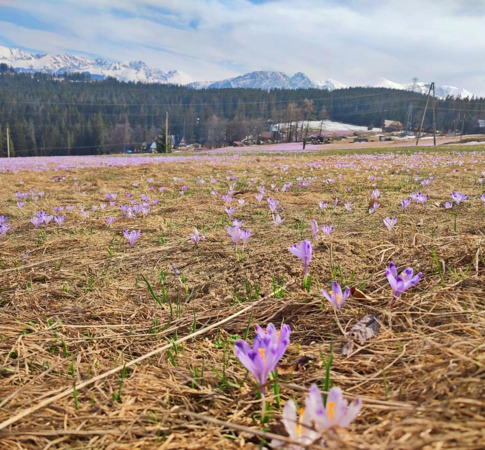 Willa Juna Tatry Nowe Bystre ภายนอก รูปภาพ